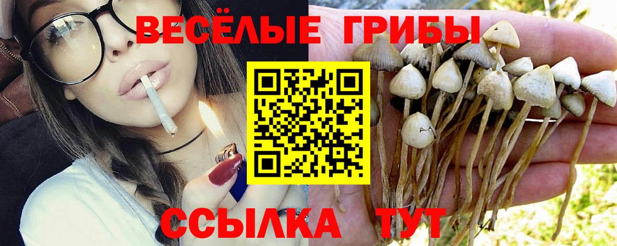 Псилоцибиновые грибы Psilocybine cubensis Карачаевск